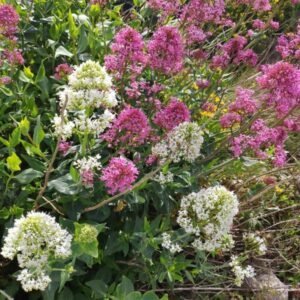 lilas d'espagne - près de JoliJeûne à Carro phytothérapie naturopathe