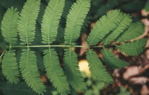 acacia jolijeune phytothérapie